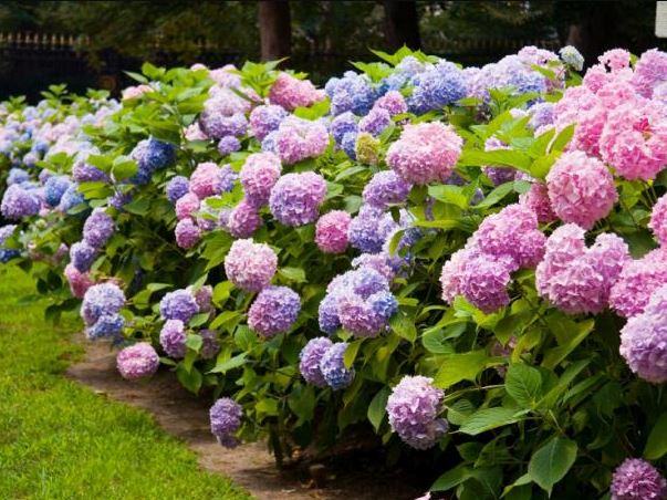 Hạt giống hoa cẩm tú cầu - túi 10 hạt