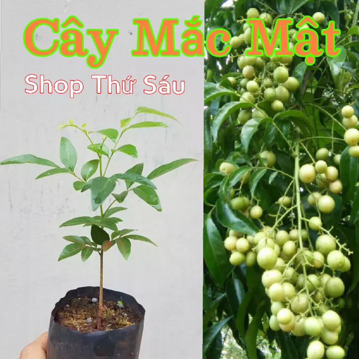 Cây giống cây mắc mật, mác mật giống chuẩn